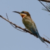 150218-0740-02aR - Blue-tailed Bee-eater