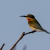 150219-1743-27R - Blue-tailed Bee-eater